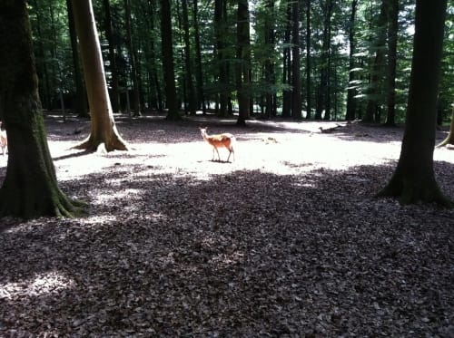 Zum Tiergehege Waldshut