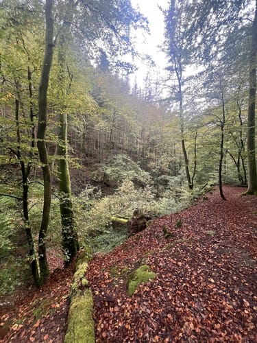 Sagenhafter Waldpfad (Pfalz)