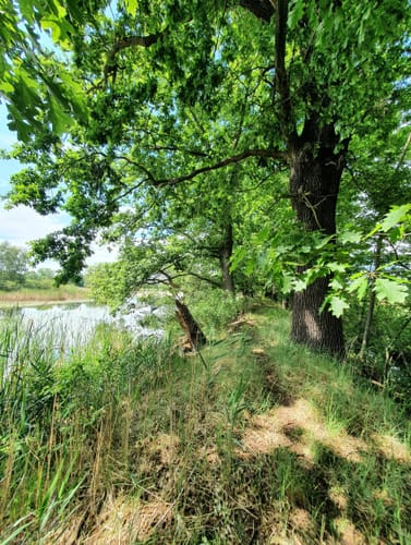 Teichrunde bei Mönau