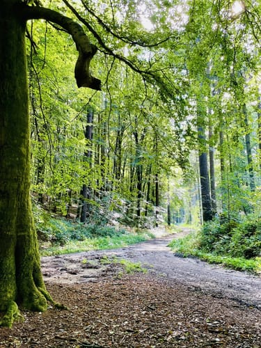 Kranenburg: Durch den Reichswald (A5)