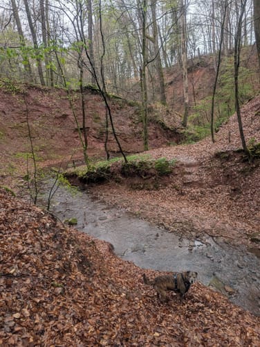 Mühlenbach-Schluchten-Tour (Traumschleife)