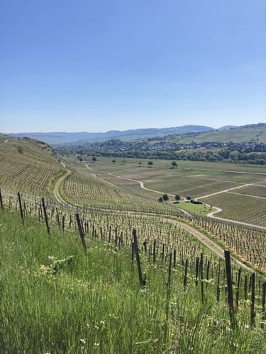Moselsteig Etappe 10: Monzel - Bernkastel-Kues
