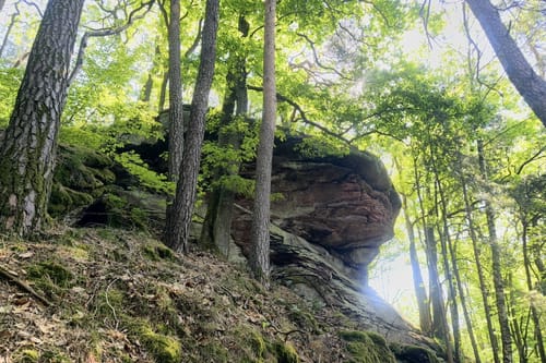 Busenberger Holzschuhpfad (Premiumwanderweg)