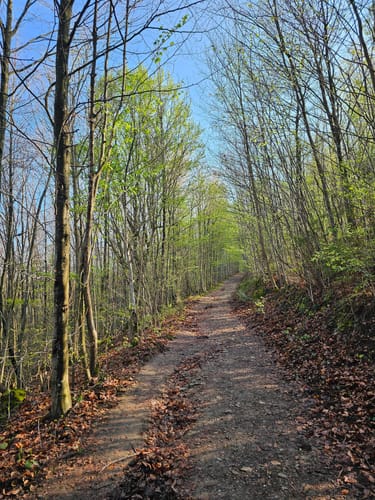 Rundwanderweg Ründeroth-Oesinghausen