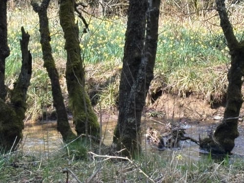 Narzissenwiesen bei Hollerath