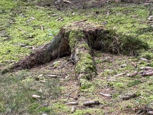 Narzissenwiesen bei Hollerath