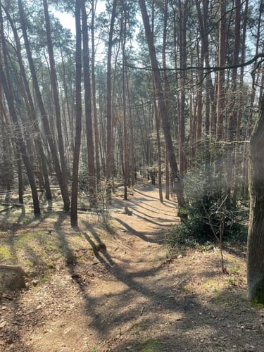 Birgeler Urwald (Wasser.Wander.Wald.)