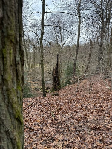 Langlauf Sachsenwald Ohe