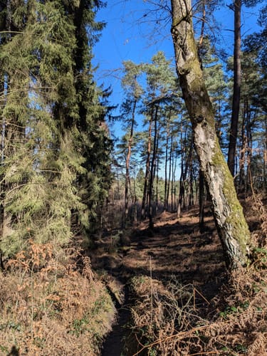 Rundweg um die Haard