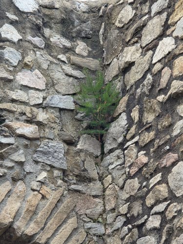 Zur Burg Neuenfels über Britzingen