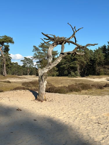 Über die Holmer Sandberge und entlang dem Feuerlöschteich