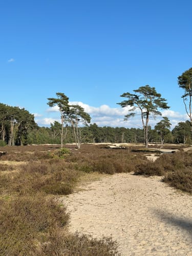 Über die Holmer Sandberge und entlang dem Feuerlöschteich