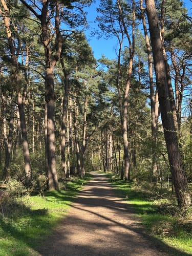 Über die Holmer Sandberge und entlang dem Feuerlöschteich