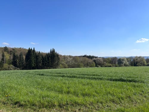 Moselsteig Etappe 18: Beilstein - Cochem