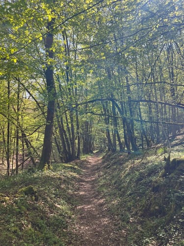 Moselsteig Etappe 18: Beilstein - Cochem