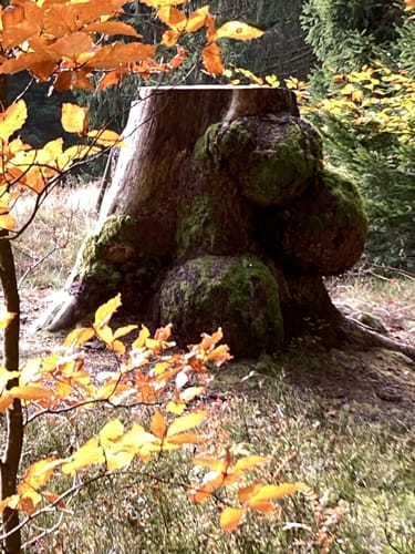 Albsteig Schwarzwald  Etappe 2: Görwihl - Dachsberg