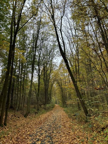 DAV Tour 3 "Buchennaturwald mit Harzblick"