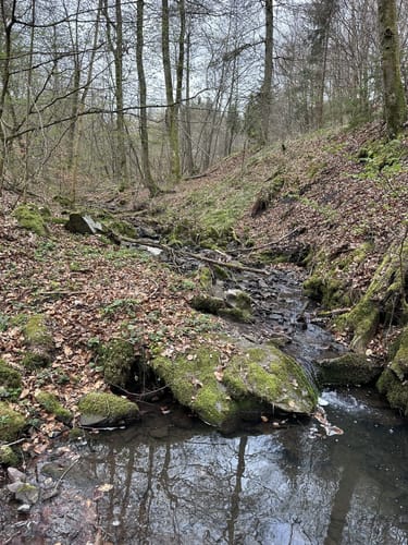 Bärenbachpfad (Traumschleife)