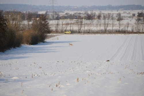 Kleine Runde bei Horstedt