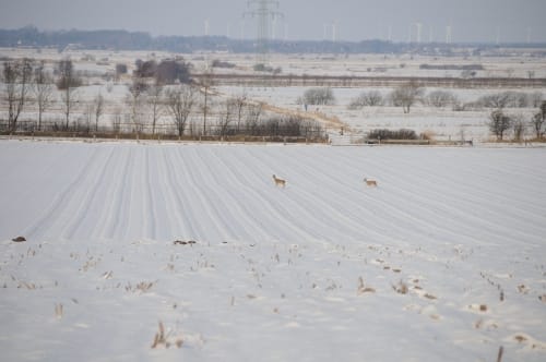 Kleine Runde bei Horstedt