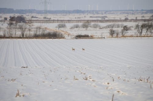 Kleine Runde bei Horstedt