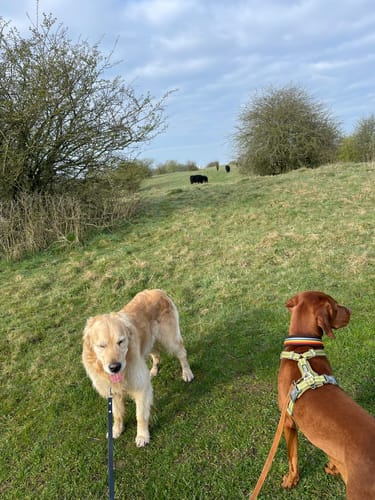 Winderatter See Runde