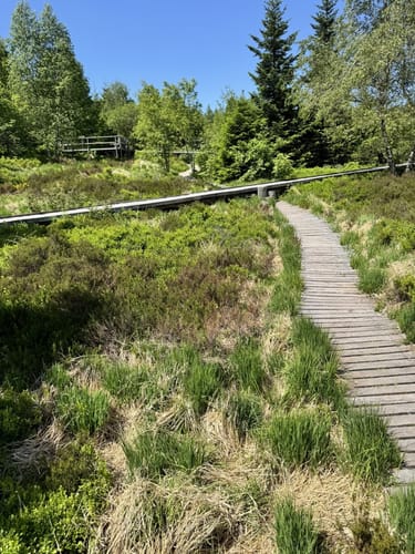 Buhlbachsee und Lotharpfad Rundwanderung