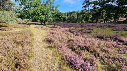 Zum Segelflugplatz durch die Fischbeker Heide