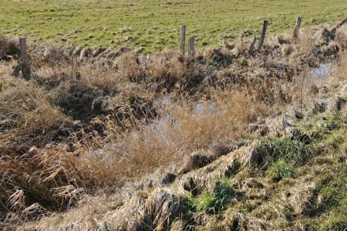 An der Treene