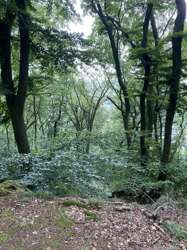 Hickenstein Rundwanderweg A4