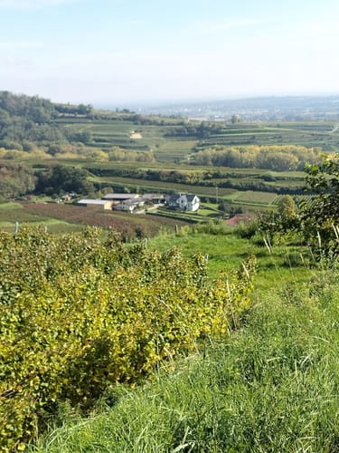 Kaiserstuhllauf