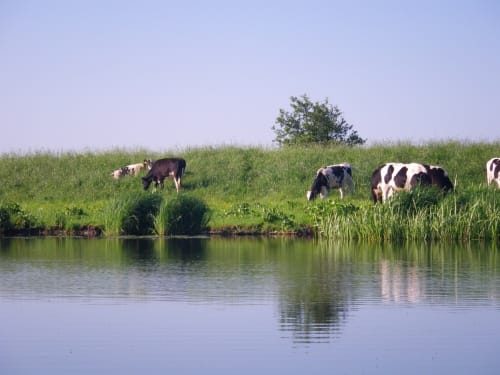 Paddeltour Treene: Süderhoft - Schwabstedt