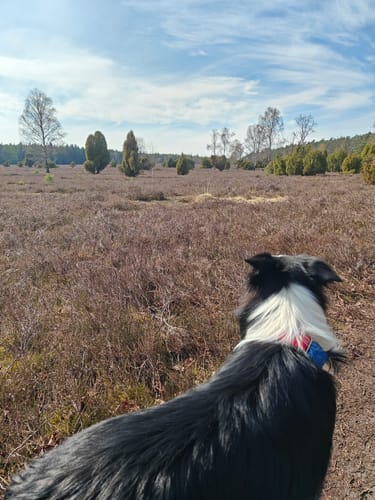 Südheide 'Kieselgur - das Gold der Heide' W5l (lange Tour)