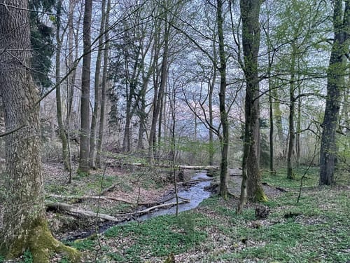 Rundweg um Enste (A8)
