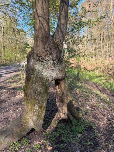 Sechs-Seen-Platte: Rund um den Wolfssee