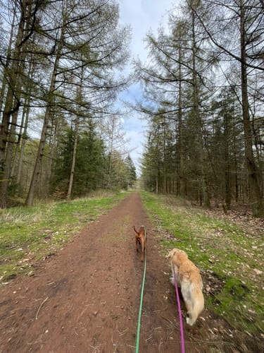 Kleine Waldrunde Springhirsch