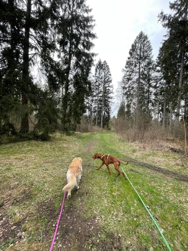 Kleine Waldrunde Springhirsch