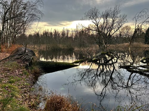 Schwalmbruch (Premiumwanderweg)