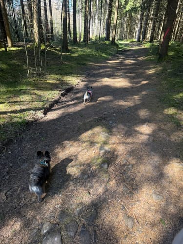 Runde am Wolfsteich