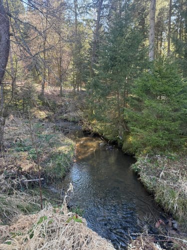 Runde am Wolfsteich
