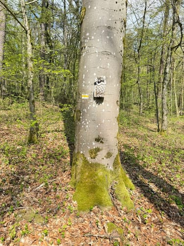 Kleedorf - Felsnadel - Langenstein - Vorra