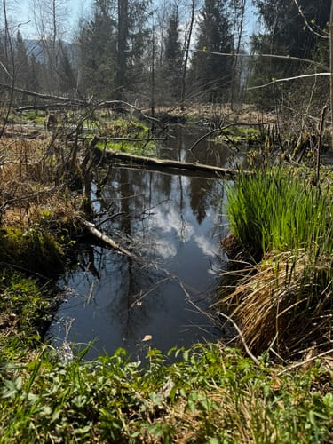 Moor-Erlebnis-Pfad Inzell