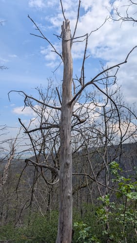 Blick über Thale - Rosstrappe