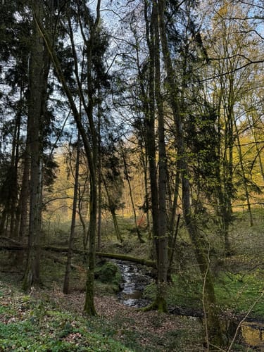 Entlang dem Liesenfelder Bach