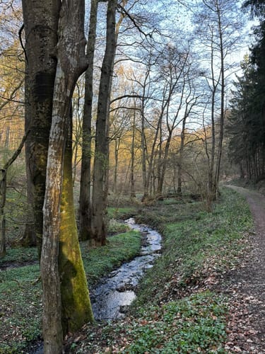 Entlang dem Liesenfelder Bach