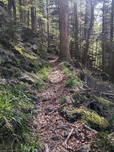 Rundwanderung Oberried