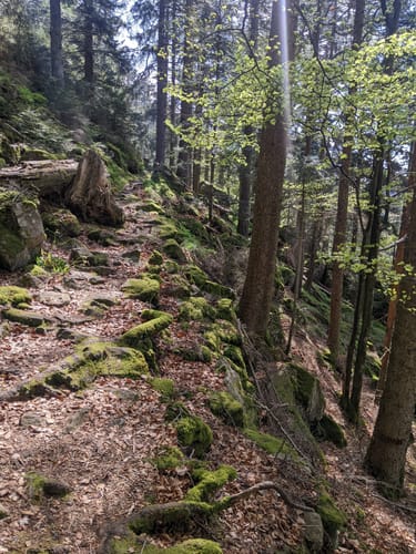Rundwanderung Oberried