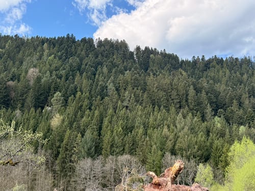 Um Schramberg von Burg zu Burg