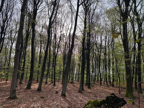Napoleonsbuche Rundweg A2