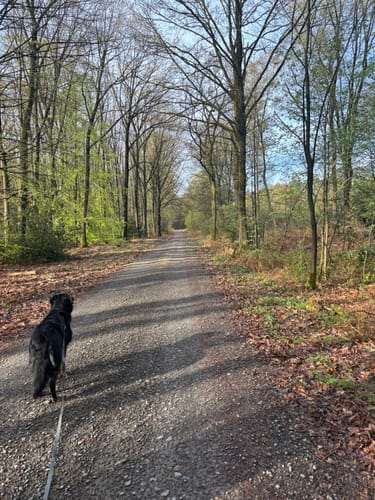 Napoleonsbuche Rundweg A2